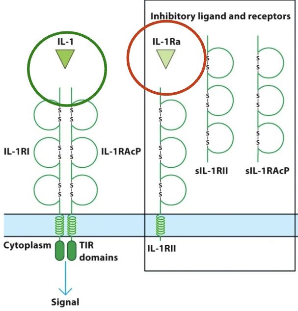 <p>IL-1 cytokines that bind to IL-1RI & IL-1RAcP. IL-1 receptor antagonist (IL-1Ra) binds to IL-1RII, preventing it from binding w/ its functional partner IL-1RAcP</p>