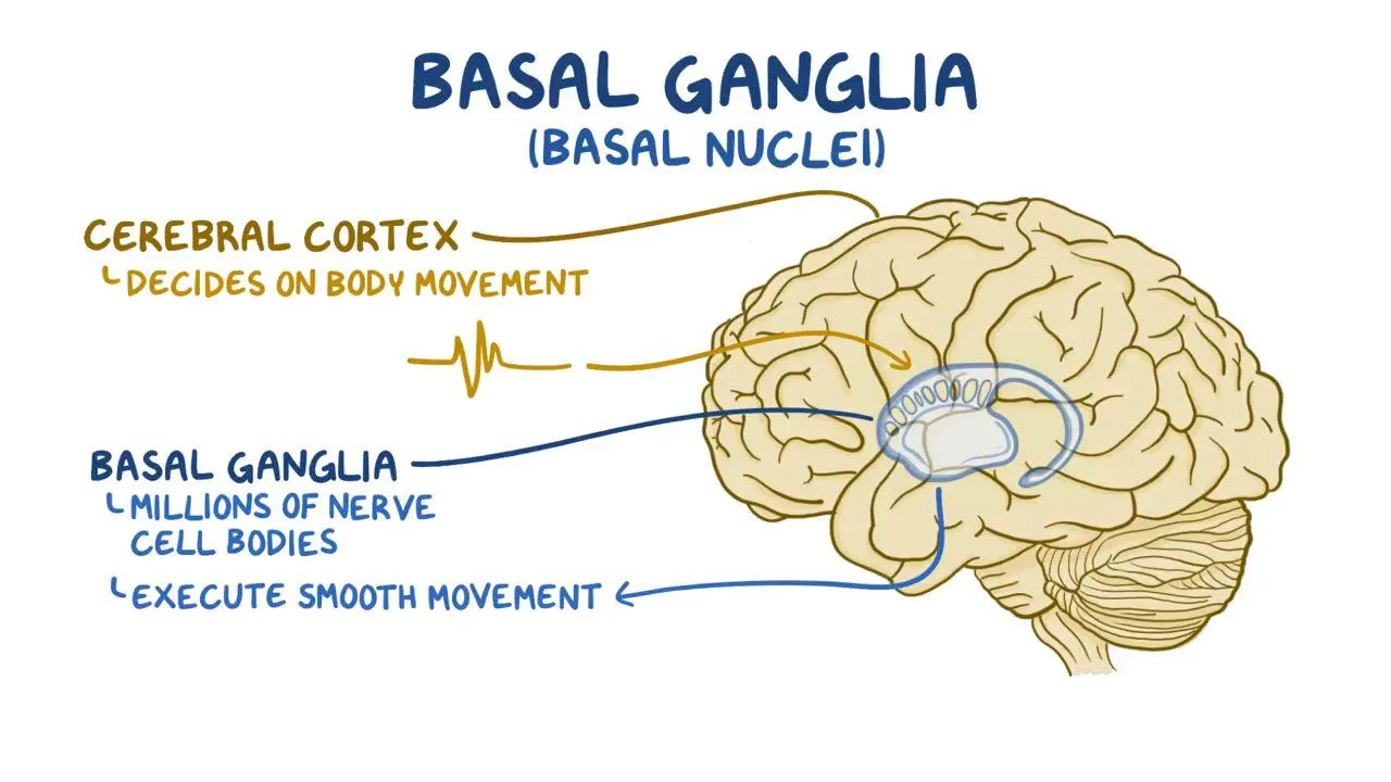 <p>Basal ganglia</p>