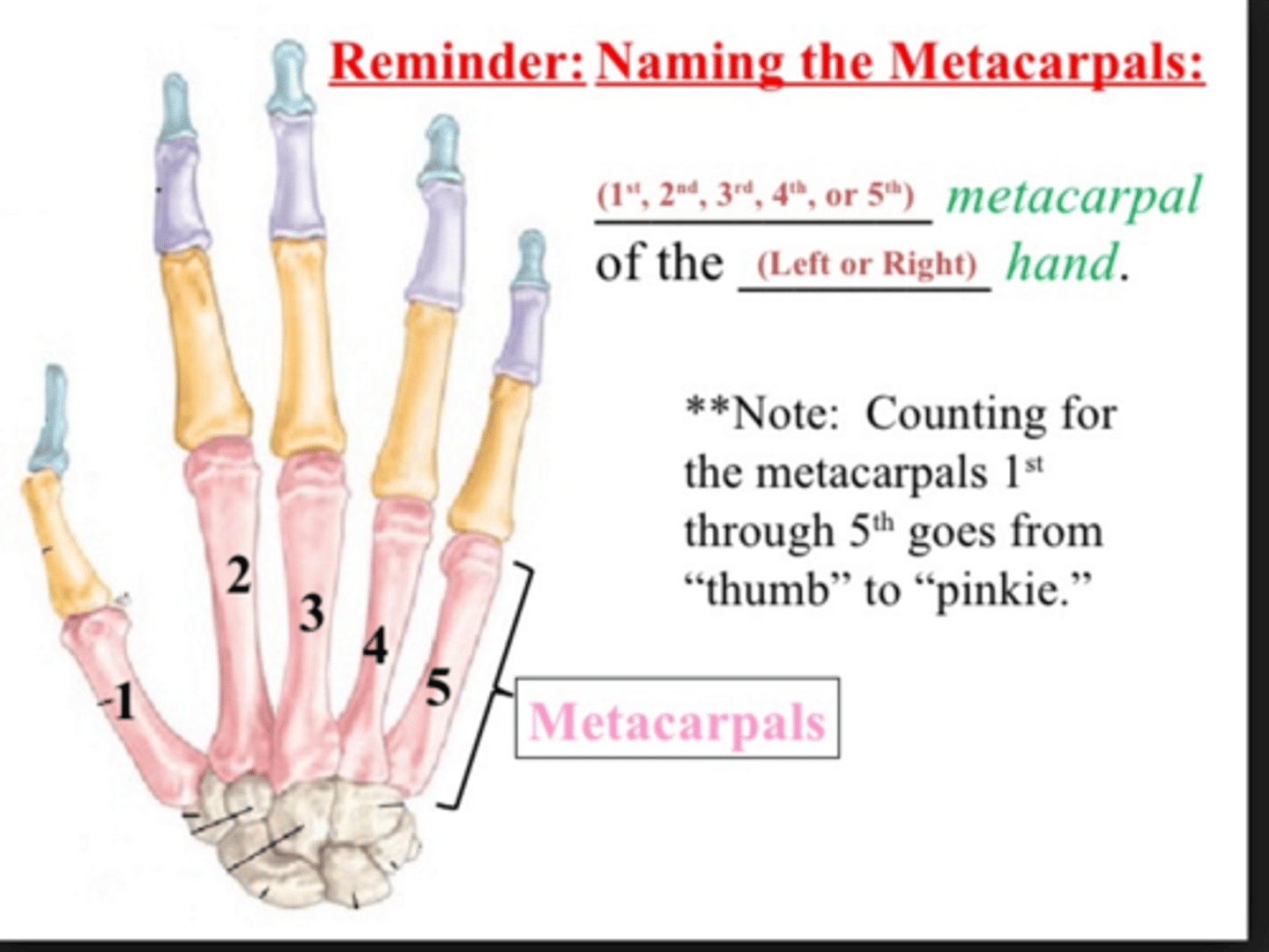 <p>connect carpal bones to phalanges. attachement of wrist flexors (extensor carpi radialis longus to base of 2nd metacarpal)</p><p>Intrinsic hand muscles (opponens pollicis and opponens digiti minimi insert, adductor pollicis originates)</p>
