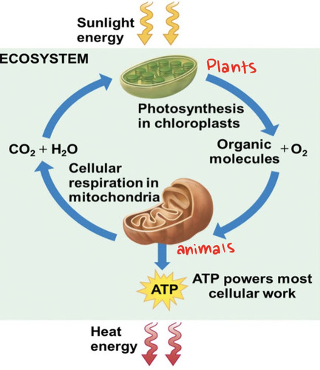 <p>Photosynthesis uses CO2 released by cellular respiration, aerobic respiration relies on oxygen released by photosynthesis</p>