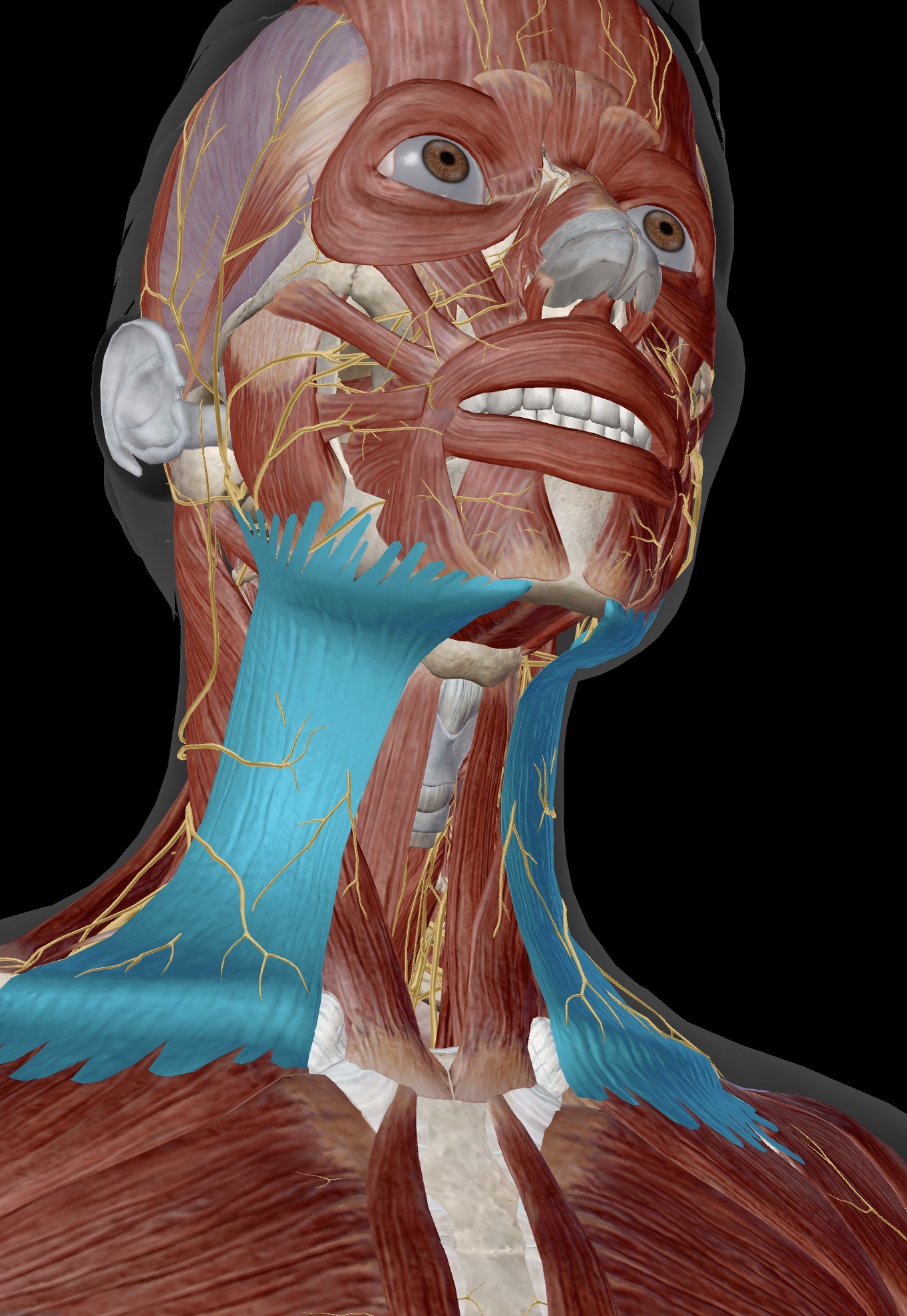 <p>Name the muscle and corresponding letter ( O = origin, I = insertion, A = actions, IN = innervation)</p><p>A</p><p>IN</p>