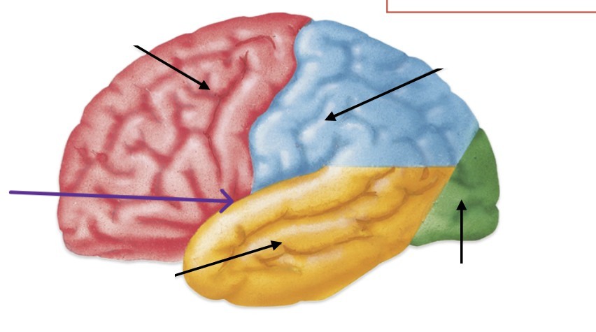 <p>Which part of the brain is:</p><ul><li><p>Inferior to central sulcus</p></li><li><p>Divides frontal and parietal from temporal</p></li></ul><p></p>