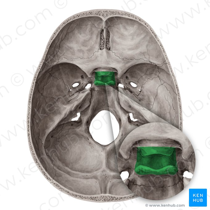 <p><span><span>bony depression located in the sphenoid bone at the base of the skull</span></span></p>