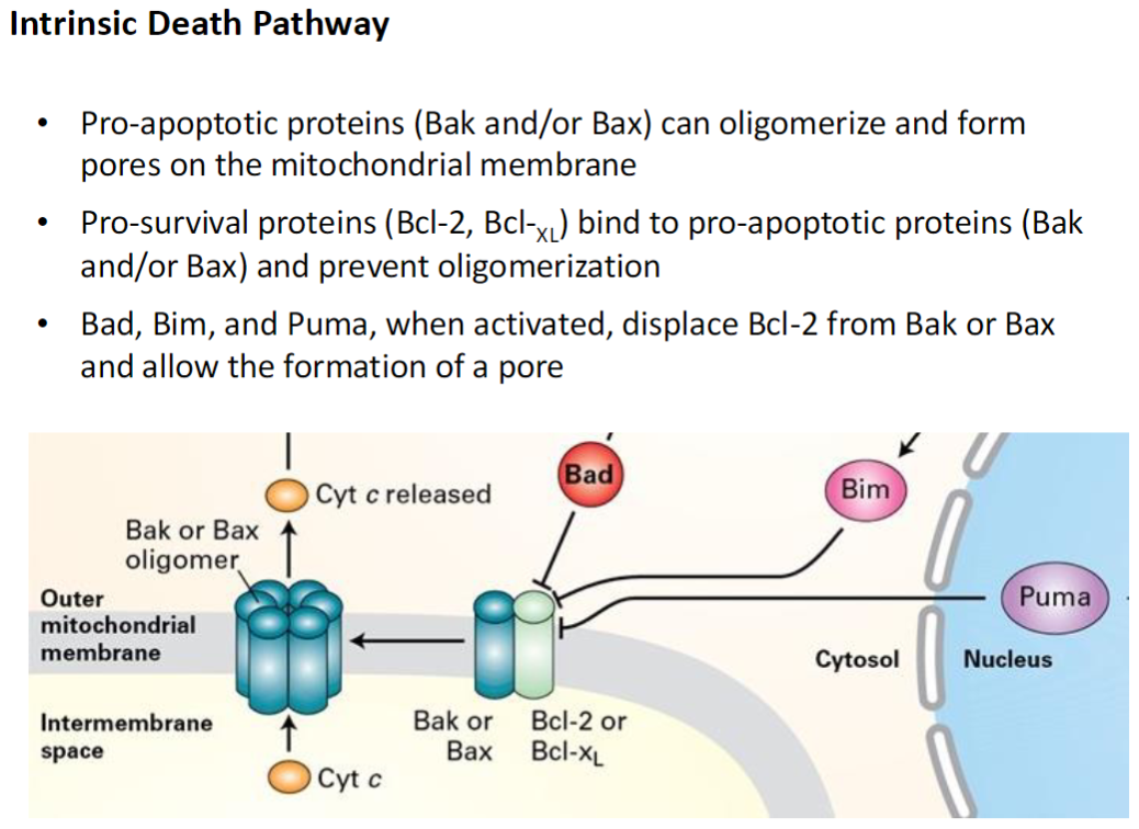 <p><strong>Pro-Apoptotic Proteins</strong><br> Bak and Bax can oligomerize (bind together) to form pores in the mitochondrial membrane<br> This allows cytochrome C release, triggering apoptosis</p><p><strong>Pro-Survival Proteins</strong><br> Bcl-2 and Bcl-XL bind to Bak or Bax and prevent pore formation</p><p><strong>BH3-Only Proteins</strong><br> Bad, Bim, and Puma displace Bcl-2 from Bak or Bax<br> This allows Bak/Bax to form pores and activate the intrinsic apoptosis pathway</p>