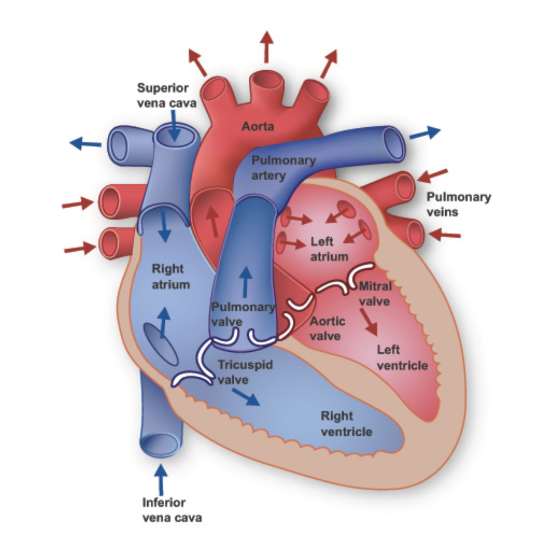 <p>for blue - deoxygenated - blood, it enters through the superior and inferior vena cavas and exits through the pulmonary arteries<br>for red - oxygenated - blood, it enters through the pulmonary veins and exits through the aorta</p>