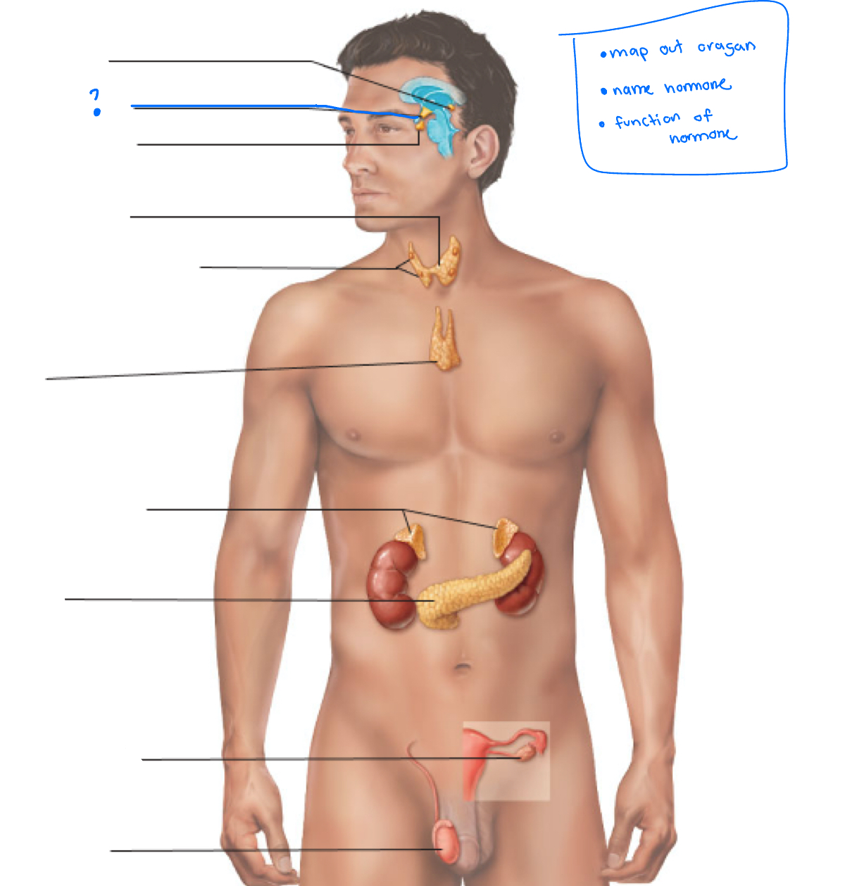 term image