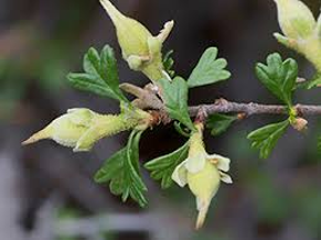 <ul><li><p>dark green</p></li><li><p>joined by sagebrush on coarse soils</p></li><li><p>tridentata</p></li></ul><p></p>