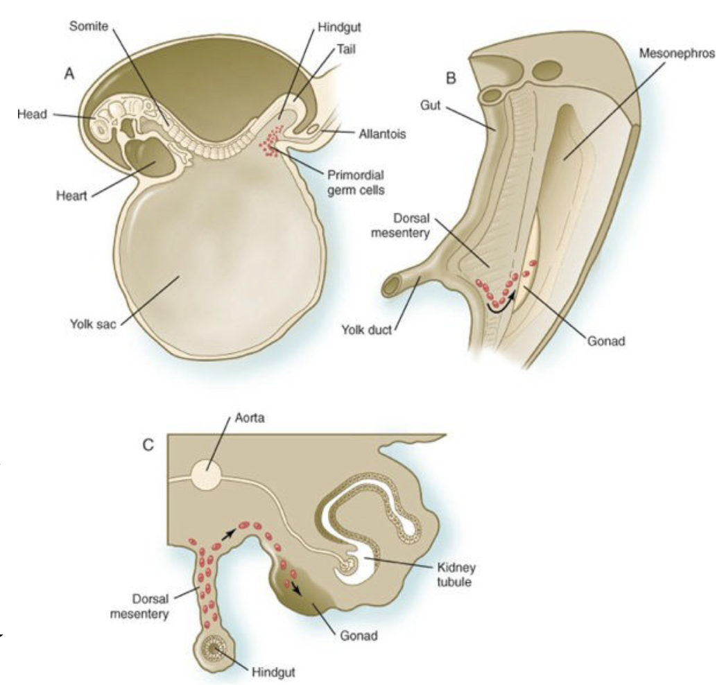 * b/w 4-6 weeks in the PGCs
* exit the yolk sac
* enter the hindgut epithelium
* migrate through the dorsal mesentery
* Til they reach the primordial of the gonads