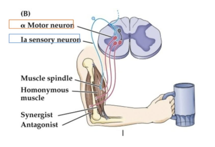 <p>Stretch activations the spindle sensory neuron → spindle sensory activates the flexor muscle alpha motorneurons → inhibition of extensor motor neurons</p>
