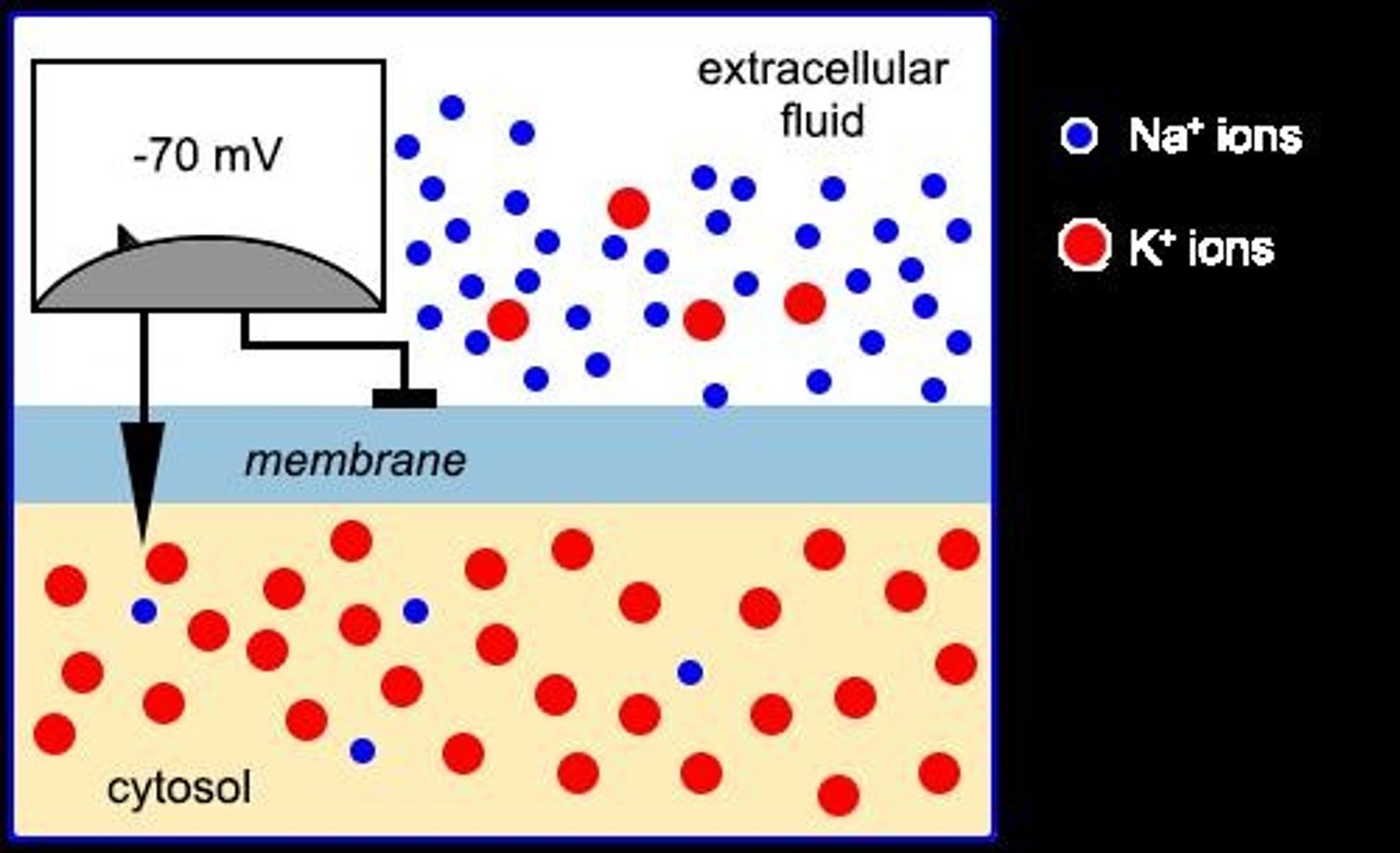 <p>- the voltage difference across a cell membrane (intra and extracellular)</p><p>- determines cardiac electrical activity</p><p>- exists due to selectively permeable cell membrane: more Na+ outside, more K+ inside</p><p>- lipid bilayer acts as a barrier to allow movement of ions</p>
