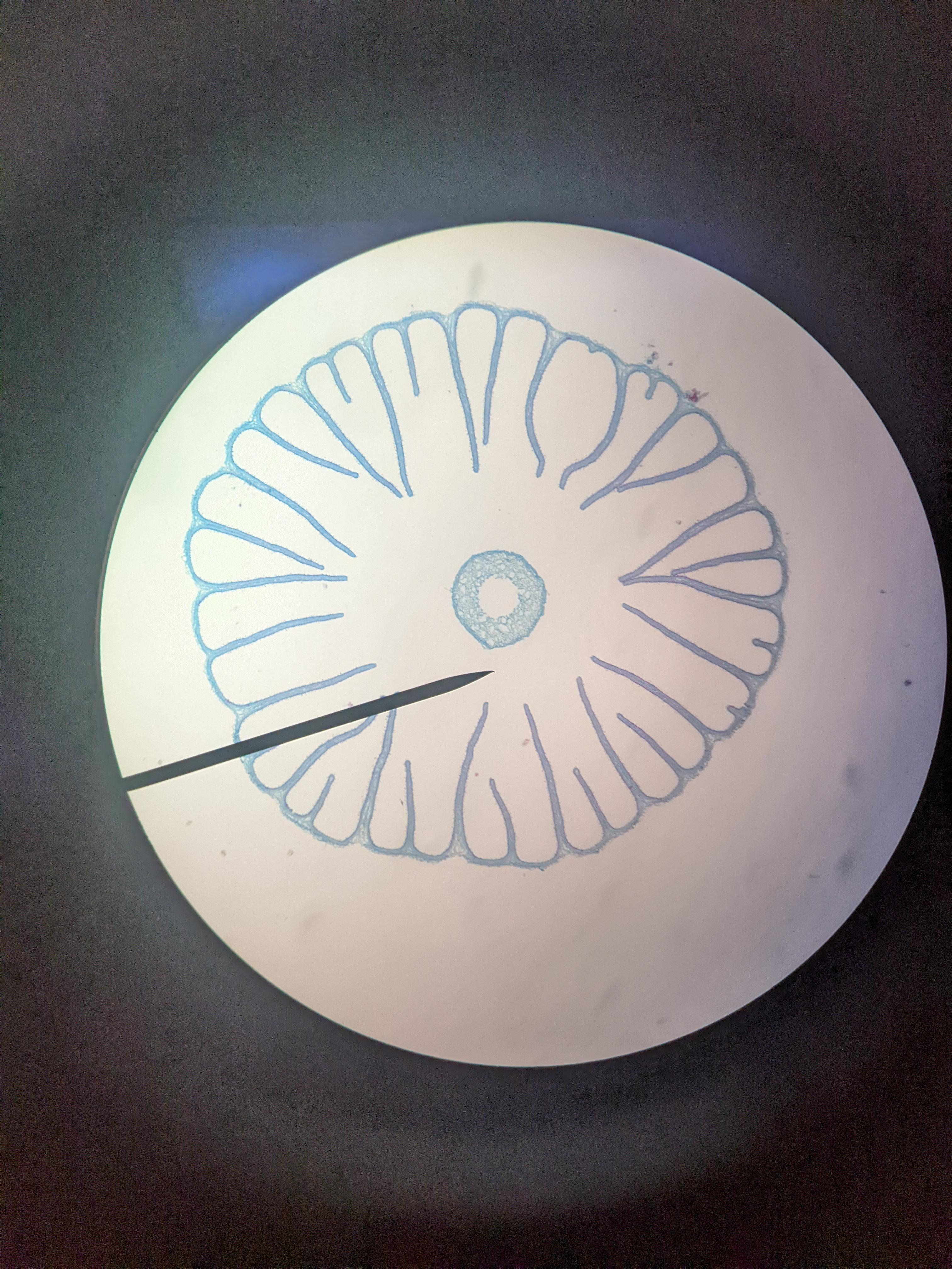 knowt flashcard image