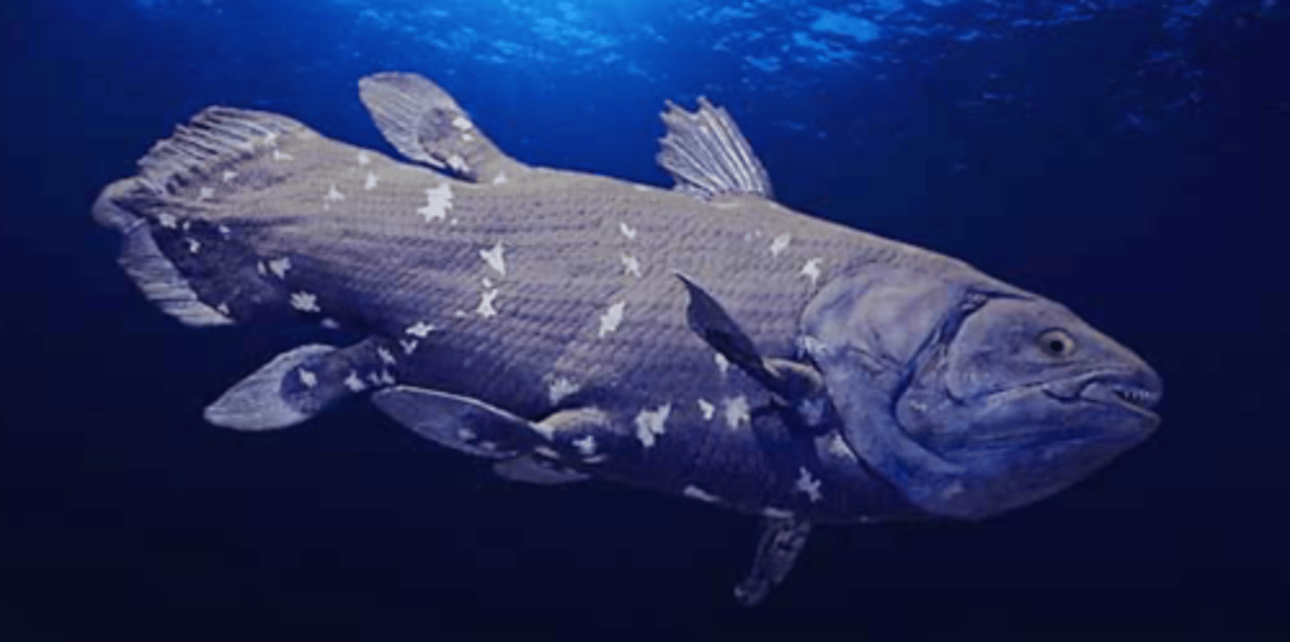 <p>West Indian Ocean Coelacanth</p>