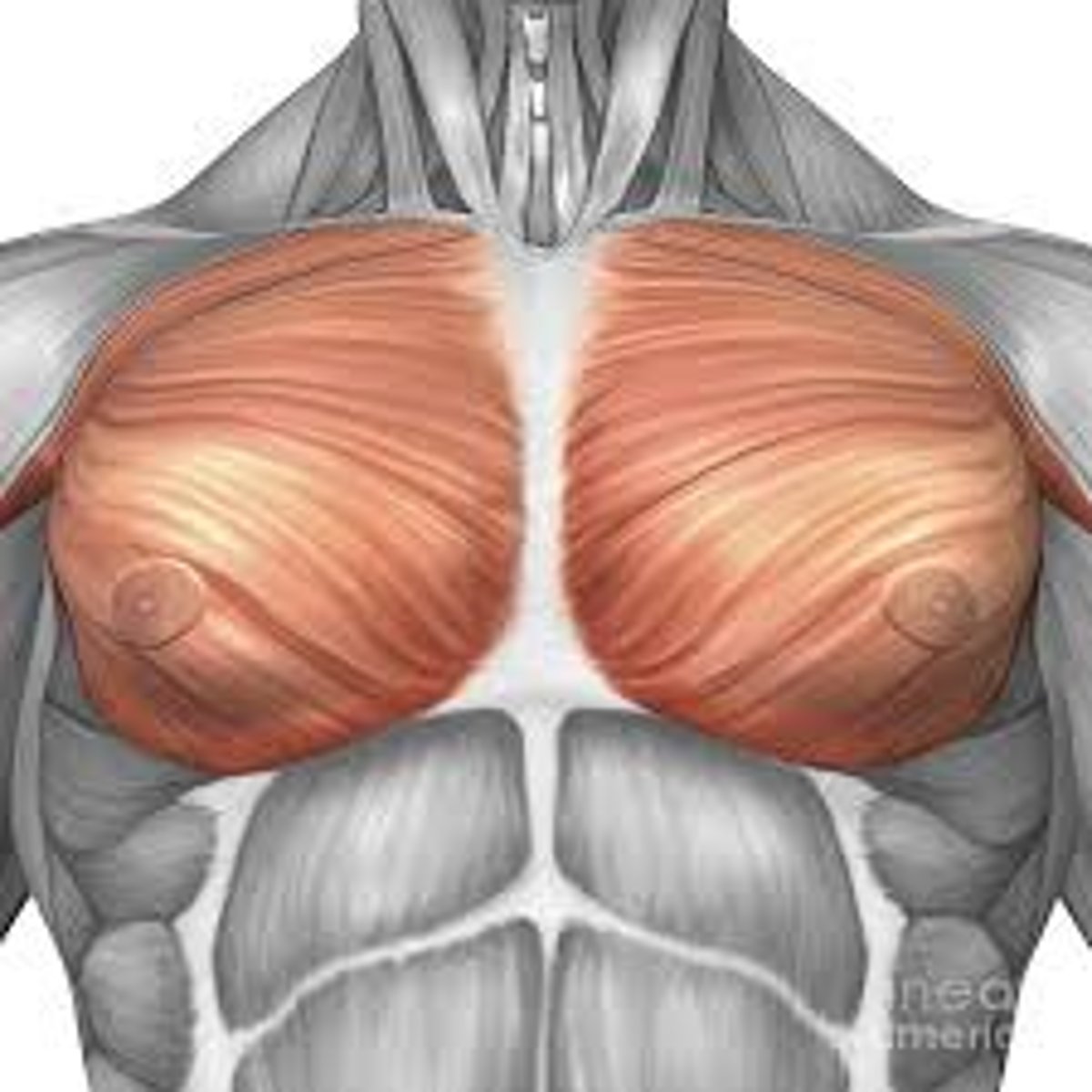 <p>chest muscles</p>