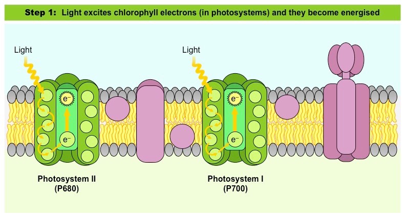 <p>Photosystem I (PS I or P700) generally absorbs longer wavelengths (like 700 nm).</p><p>Photosystem II (PS II or P680) generally absorbs shorter wavelengths (680 nm).</p>