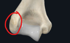 <p>What is this part of the humerus called?</p>