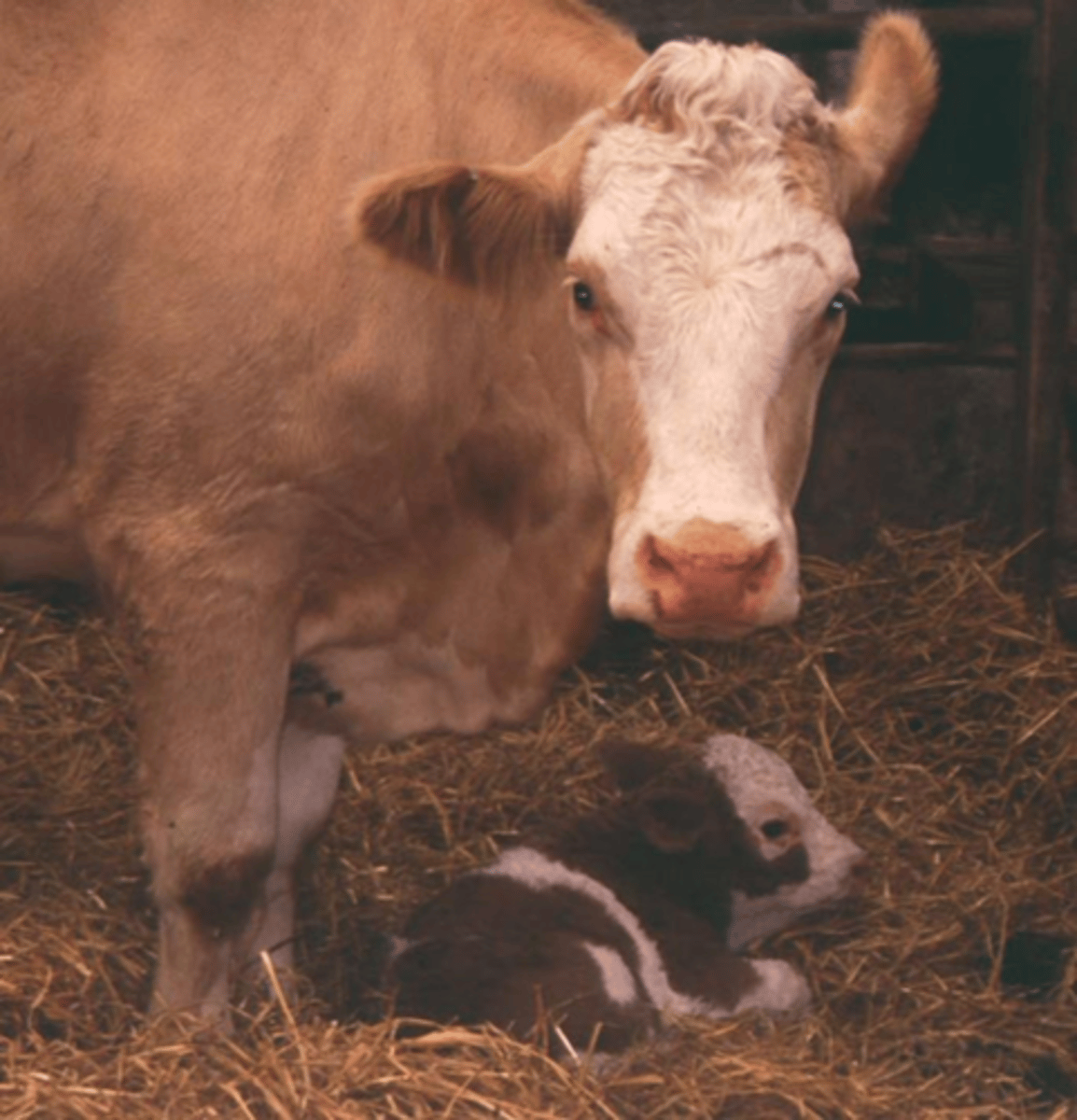 <p>Pros:</p><p>-Cow is in good condition in autumn (due to summer grass)</p><p>-Easy supervision</p><p>-Weaned calfs are more valuable</p><p>Cons:</p><p>-Must breed in winter</p><p>-Higher winter feeding cost</p><p>-Lactating over winter ^^</p>