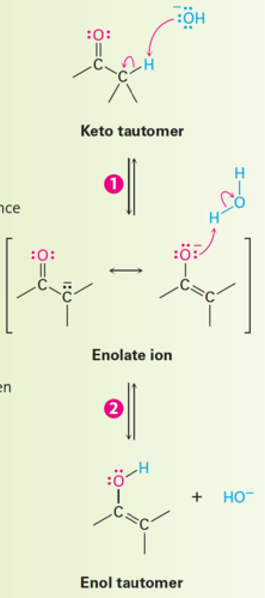 <p>How does base-catalyzed keto-enol tautomerism of carbonyl compounds occur?</p>