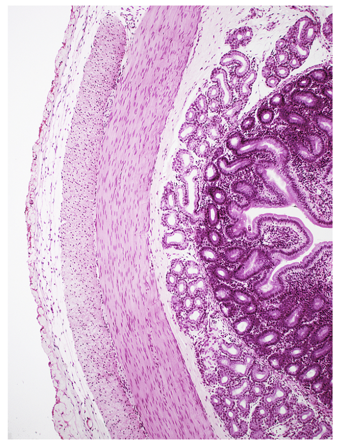 <p>Smooth muscle tissue.</p>