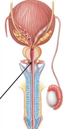 <p>Through urogenital diaphragm</p>