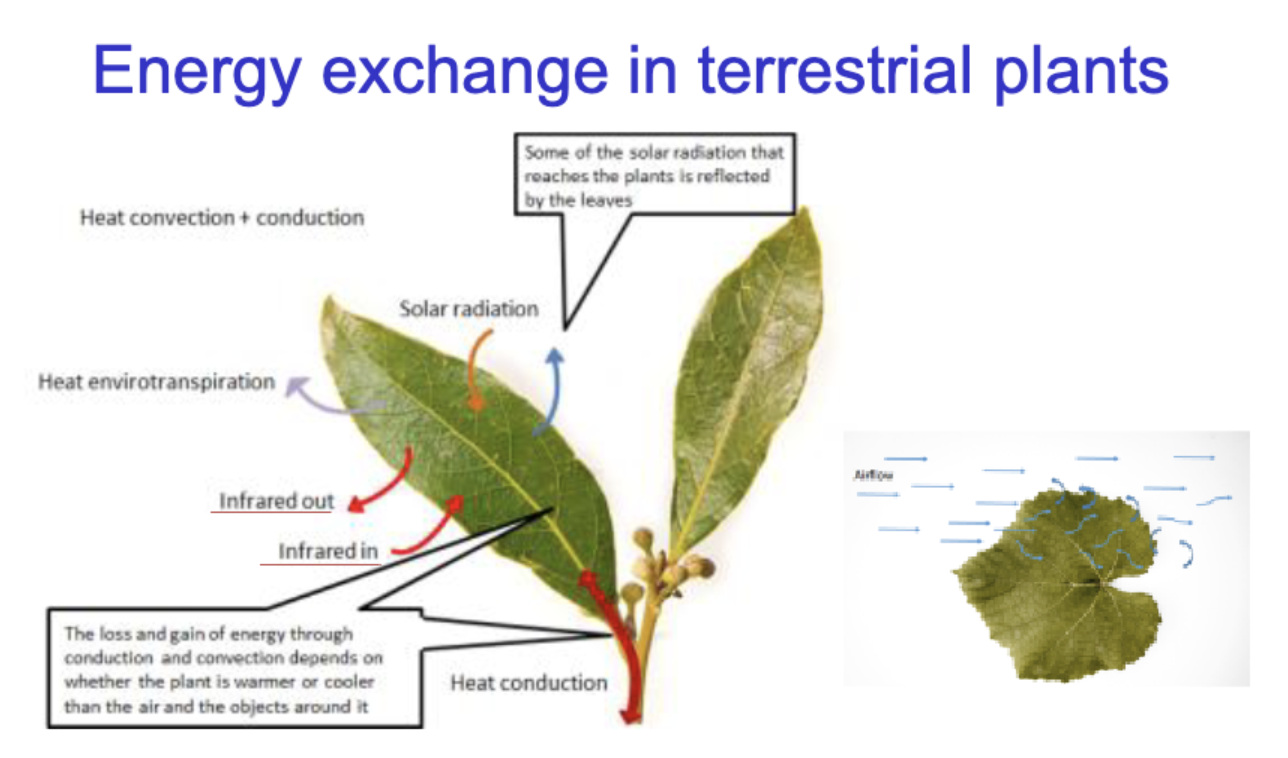 <p>heat convention &amp; conduction</p><p>solar radiation&nbsp;</p><p>heat envirotranspiration</p><p>infrared out/in&nbsp;</p><p>Heat conduction&nbsp;</p>