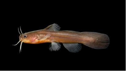 <ul><li><p><em><u>Order</u></em>: Siluriformes</p></li><li><p><em><u>Family</u></em>: Ictaluridae</p></li><li><p><strong>adipose fin present</strong></p></li><li><p><strong>barbels conspicuous around mouth; body naked (without scales)</strong></p></li></ul><p></p>