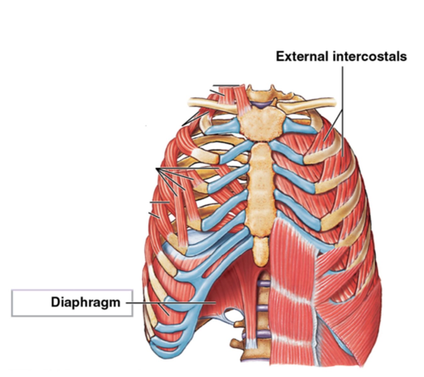 <p>DEI</p><p>1. diaphragm</p><p>2. external intercostals</p>
