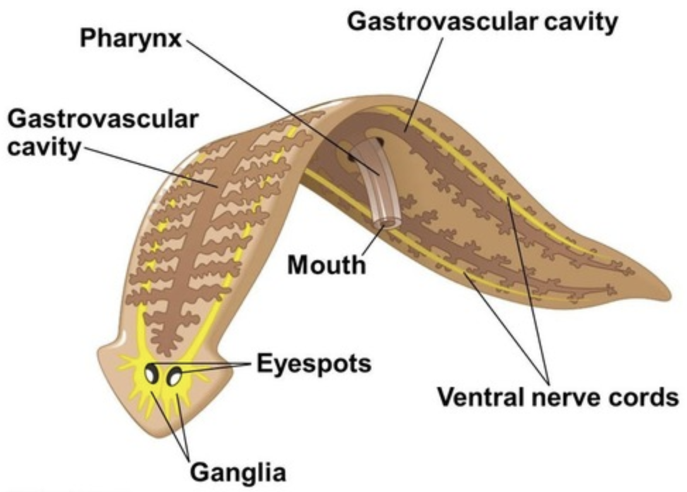<p>Flatworms</p>
<ul>
<li>Flat bodies</li>
<li>Acoelomate</li>
<li>Ladder-like nervous system</li>
<li>IMCOMPLETE digestive tract</li>
<li>NO circulatory system</li>
</ul>