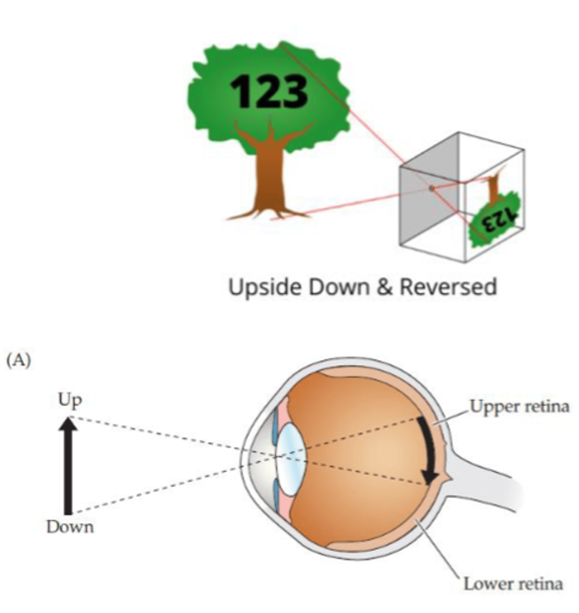 <p>- Temporal field projected to nasal retina</p><p>- Nasal field projected to temporal retina</p>