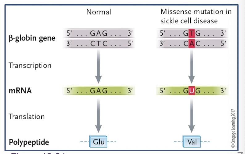 <p>single missense mutation in entire genome and a resulting amino acid change can have drastic effect on phenotype</p><p>missense mutation in the beta hemoglobin gene causes 6th amino acid change from glutamic acid to valine</p><p>red blood cells: deficiency in oxygen exchange, clog arteries, circulatory problems, higher risk of heart attack and stroke</p>