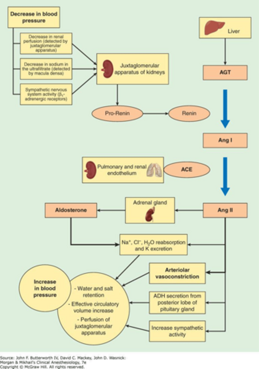 <p>It is a key hormonal system that regulates blood pressure, fluid balance, and systemic vascular resistance.</p>