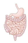 <p>A group of organs that work together to carry out complex functions necessary for the survival and health of an organism. </p>