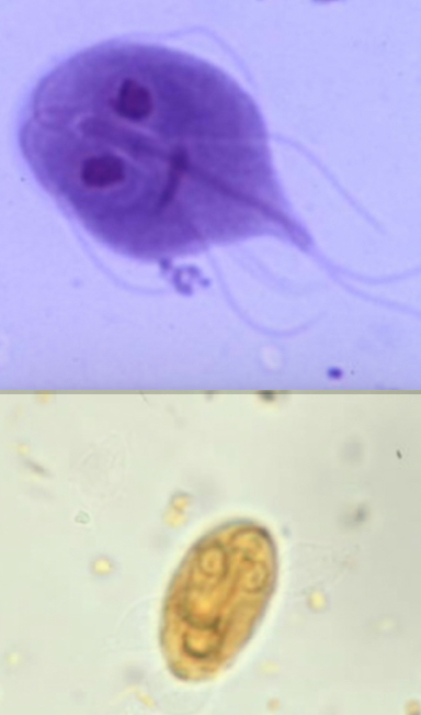 <p>fecal flotation or direct smear</p>