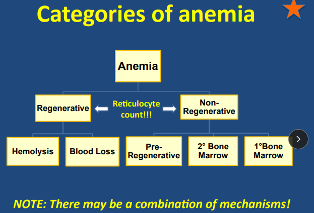 <p><span style="background-color: transparent;"><strong><span>Clinical Signs of Anemia</span></strong></span></p>
