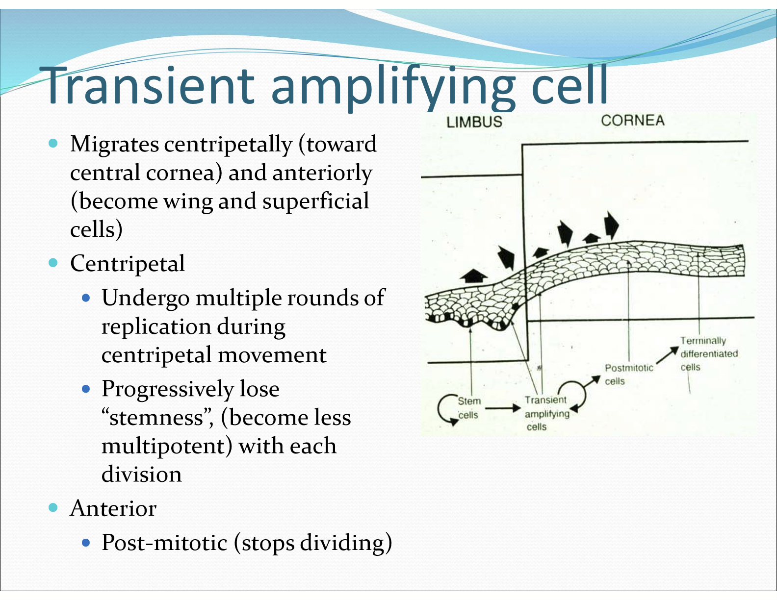 <p>Centripetally towards the central cornea and anteriorly becoming wing and superficial cells. </p>