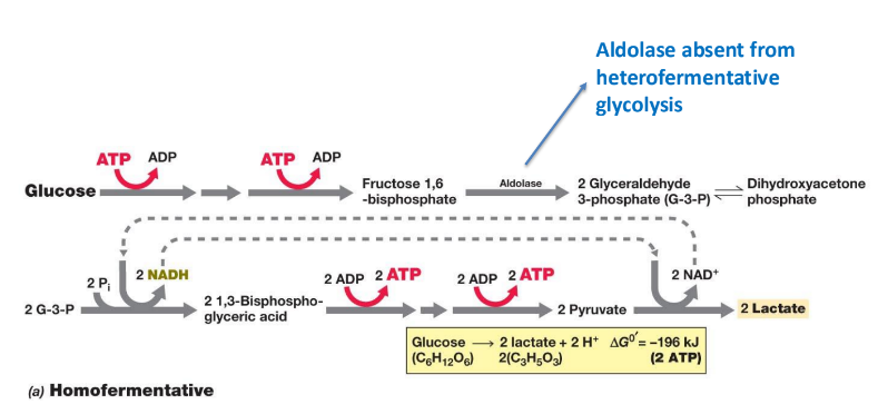 <p>What does homofermentative fermentation yield?</p>