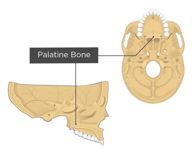 <p><strong>a pair of L-shaped facial bones that contribute to the hard palate, nasal cavity, and orbits</strong>.</p>