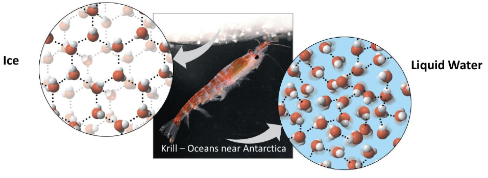 <p>ice is less dense because hydrogen bonds form a fixed crystal structure</p>