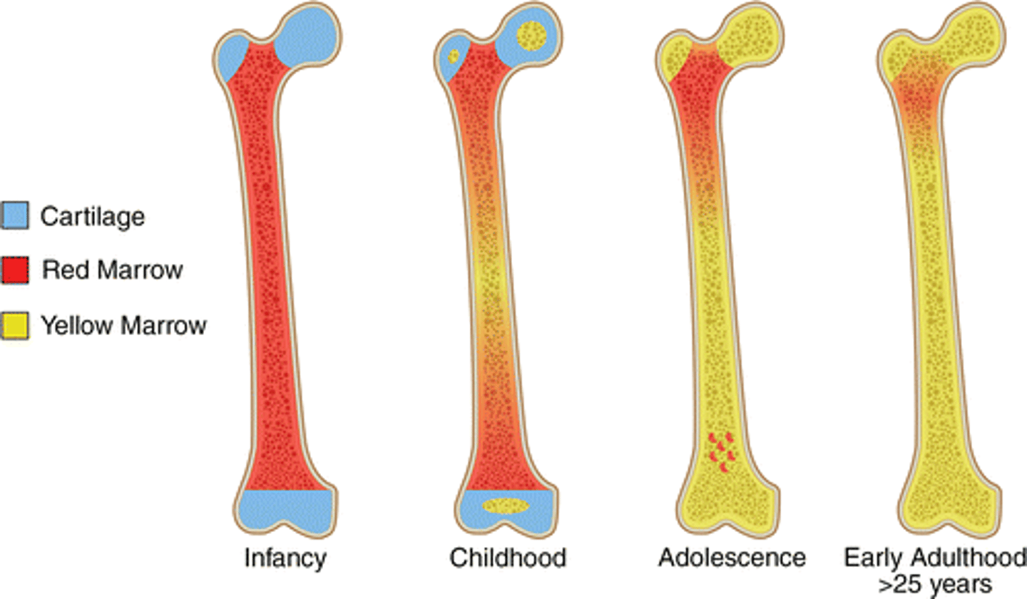 <p>Red marrow is present in children. Red marrow is developing blood cells.</p><p>Since the greatest majority of developing blood cells are erythrocytes (red blood cells), this tissue has a reddish color.</p><p>Red marrow is present in adults in spongy bone</p>
