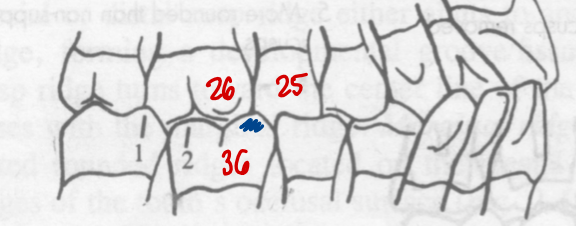 <p>In <strong>cusp and embrasure apposition</strong>,&nbsp;____________of all mandibular <strong>molars</strong> are in apposition with the _______________ of the maxillary <strong>molars</strong></p>