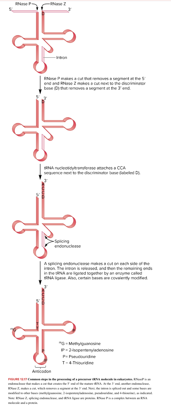 <ul><li><p>5’ End processing: RNaseP, an endonuclease, cleaves/cuts the precursor tRNA, creating the mature 5’ end</p></li><li><p>3’ End processing: RNase Z, another endonuclease, removes a segment from the 3’ end</p></li><li><p><strong>Intron Removal:</strong> If present, an intron is spliced out. &nbsp;</p></li><li><p><strong>Base Modifications:</strong> Some bases within the tRNA are modified to other bases, such as methylguanosine, 2-isopentenyladenosine, pseudouridine, and 4-thiouridine (convert from G,A,U,C to the ones listed)</p></li><li><p>note: RNase Z, splicing endonucleuase, tRNA ligase are proteins. RNase P is a complex btw an RNA molecule and a protein</p></li><li><p>chopping (rRNA) RNA modification (eukaryotes)</p></li></ul><p></p>