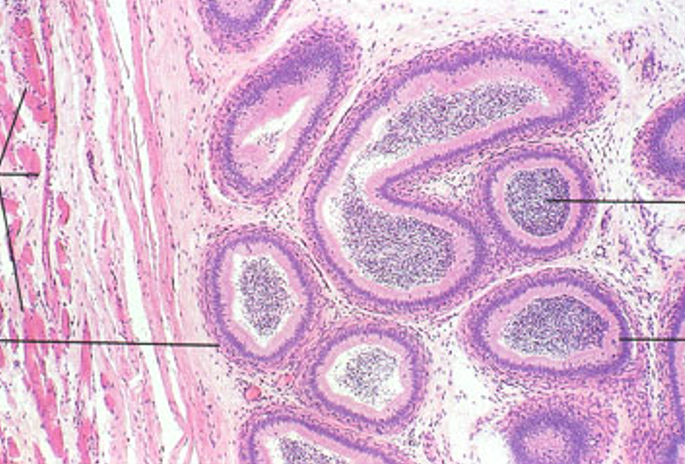 <p>Identify this structure</p>