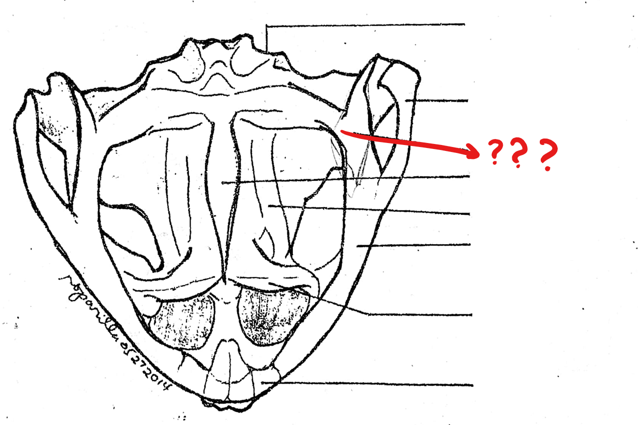 <p>located on the skull (ventral view); triangular bone lateral to the base of the parasphenoid and prootic; anterior part of it articulates with the maxilla, the middle part with the prootic, and the posterior part with the quadratojugal</p>