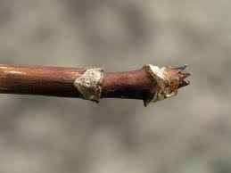 <p>blue color change in some due to high aluminum in soil</p><p>fall is the bloom season</p><p>bloom on current year growth</p><p>can tolerate shade</p>