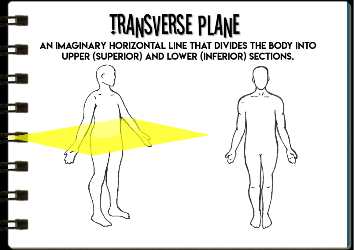 <p>Divides body into top and bottom</p>