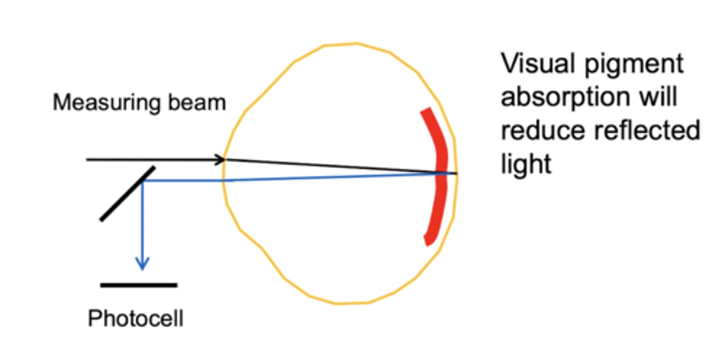 <p>change in light absorbance by retina over time after exposure to bright bleaching light</p>