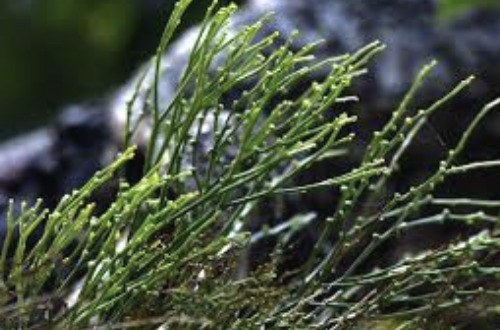 <p>What type of plant is this?</p>