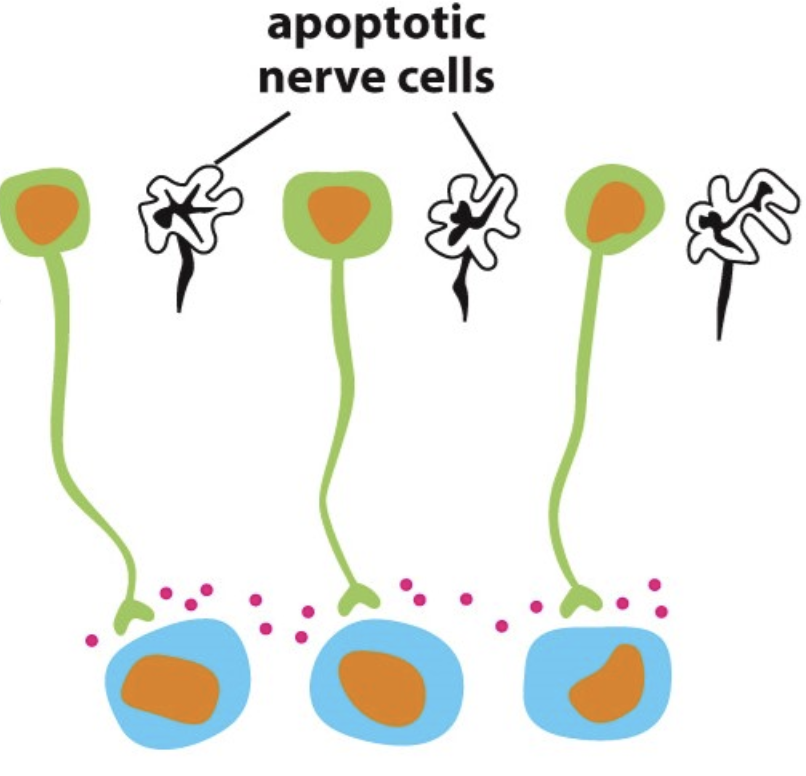 Why did the nerve cells in this image undergo apoptosis?