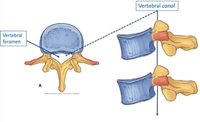 <p>The opening in a vertebra that allows the passage of the spinal cord. </p><ul><li><p>hole through which nerves pass </p></li><li><p>when multiple vertebrae’s are stacked it is called vertebral canal</p></li><li><p>contents: spinal nerve roots, dorsal root ganglia, vessels</p></li></ul><p></p>
