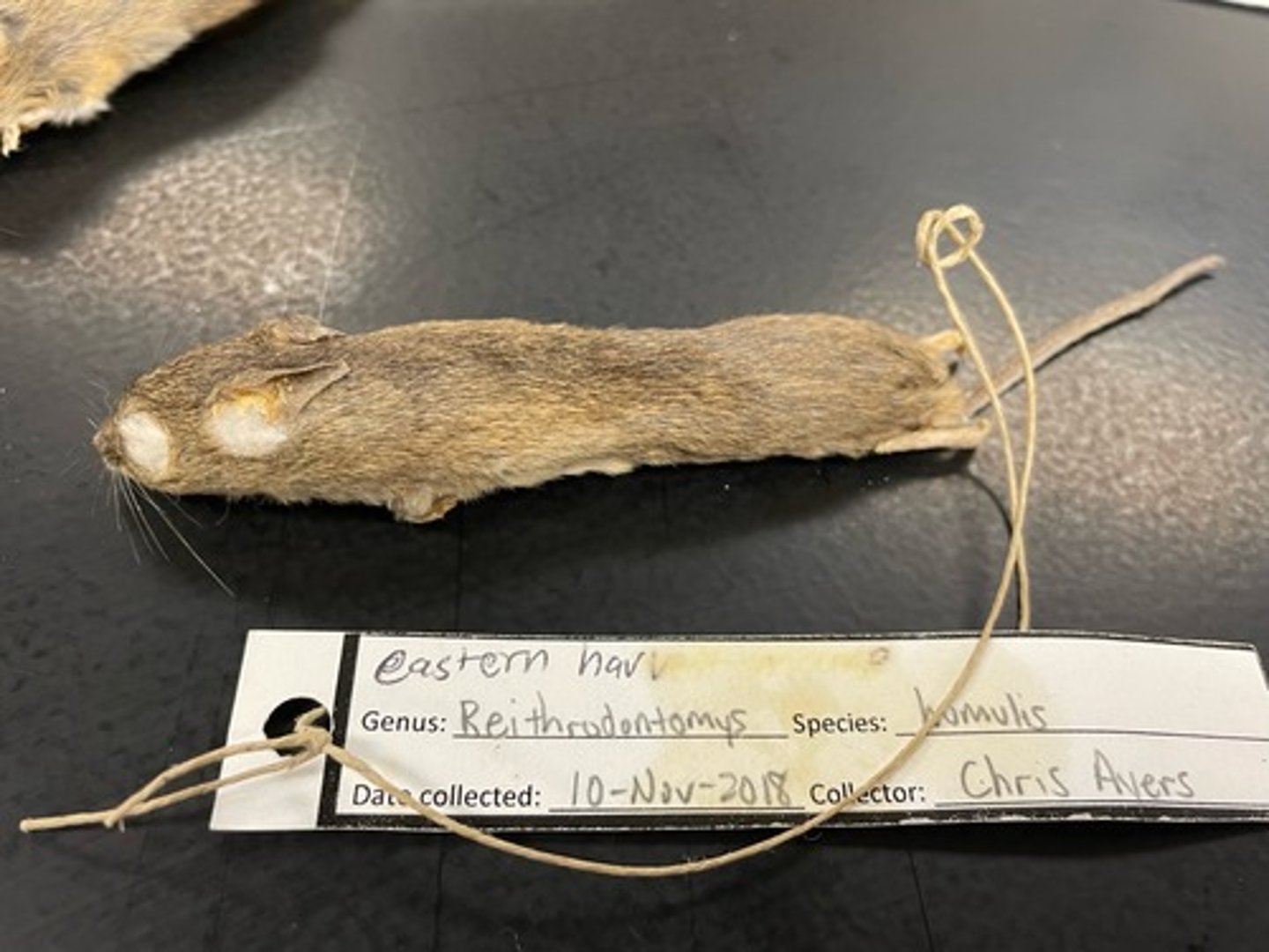 <p>Family: Cricetidae</p><p>Genus & Species: Reithrodontomys (humulis) (only know Genus)</p>