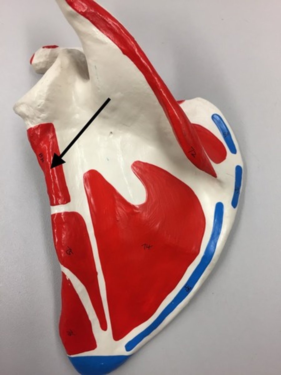 <p>81a</p><p>O: Infraglenoid process of scapula</p>
